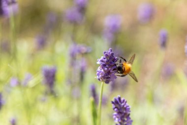 Mor lavanta, güneşli bir günde yaz sonlarında çiçek açıyor.
