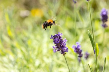 Mor lavanta, güneşli bir günde yaz sonlarında çiçek açıyor.