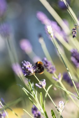 Mor lavanta, güneşli bir günde yaz sonlarında çiçek açıyor.