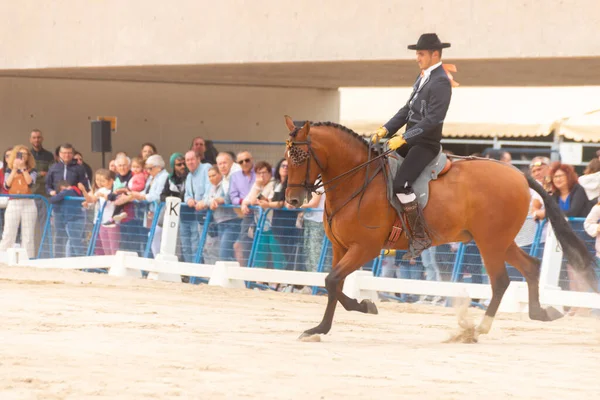 ロケタス スペイン 2023年5月21日スペインの馬の運転競争の純血種の間の乗馬スキルのデモンストレーション — ストック写真