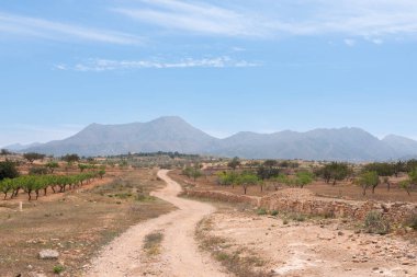 İspanya 'da tarım arazileri, badem ağaçları ve zeytin ağaçları arasında bir kır yolu manzarası, tarım manzarası