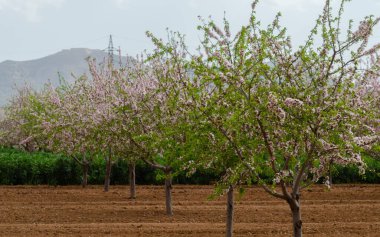 Badem ağaçları ile İspanyol bir meyve bahçesi orchard sanayi pembe ve beyaz çiçekler açan