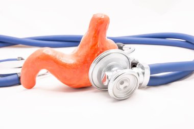 The stomach lies on a white background along with a stethoscope. Shows how this organ is studied in medicine. Photo for use in medical advertisements, presentations, brochures.