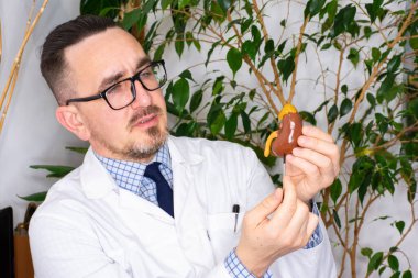 Bilim adamı ya da doktor, böbreğin anatomik modelinin bu organın olası lokalizasyonunu gösteriyor. Nefroloji, teşhis ve böbrek tedavisi konsepti