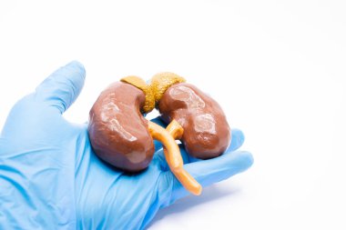 Nefrolog böbrek fonksiyonlarını gösteren bir böbrek modeli ve dışkı ve üreme sistemini tutuyor. Fotoğraf nefrolojide, ürolojide, genel tıp alanında - aile hekimliğinde