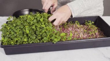 Zaman aşımı. Büyük bir plastik tepsiden turp mikro sebzeleri topluyorum..