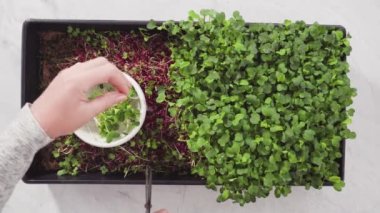 Düz yatıyordu. Büyük bir plastik tepsiden turp mikro sebzeleri topluyorum..