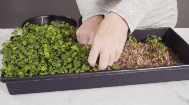 Büyük bir plastik tepsiden turp mikro sebzeleri topluyorum..