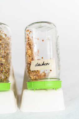 Dördüncü gün. Mutfak tezgahında filizlenen kapağı olan bir kavanozda organik filizler yetişiyor..