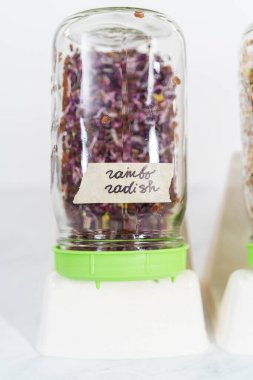 Beşinci gün. Mutfak tezgahında filizlenen kapağı olan bir kavanozda organik filizler yetişiyor..