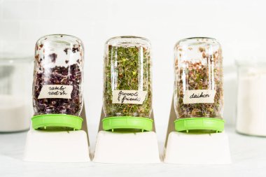 Altıncı gün. Mutfak tezgahında filizlenen kapağı olan bir kavanozda organik filizler yetişiyor..