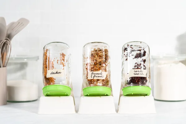 stock image Day 2. Growing organic sprouts in a mason jar with sprouting lid on the kitchen counter.