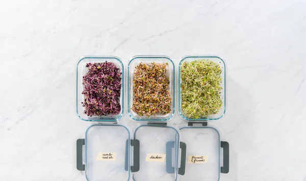 stock image Day 6. Flat lay. Packaging freshly harvested organic sprouts into a glass container lined with paper towels.