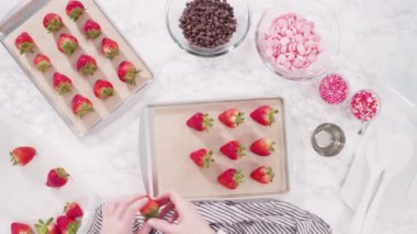 Düz yatıyordu. Adım adım. Çikolata soslu çilek yapmak için bir tepside organik çilek düzenlemek..