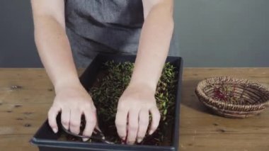 Zaman aşımı. Yayılma tepsisinden makasla turp mikro sebzeleri topluyorum..