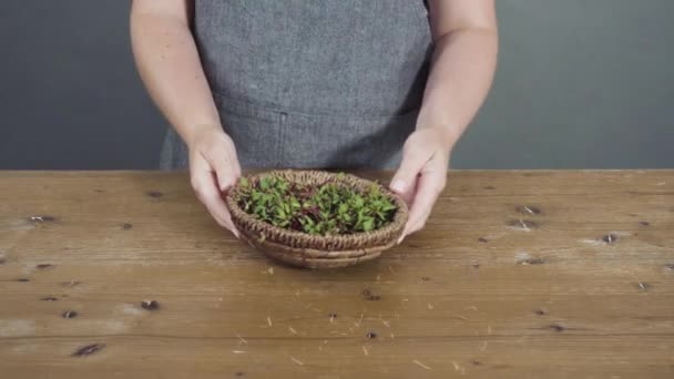 Freshly Harvested Radish Microgreens Small Basket — Stock Video