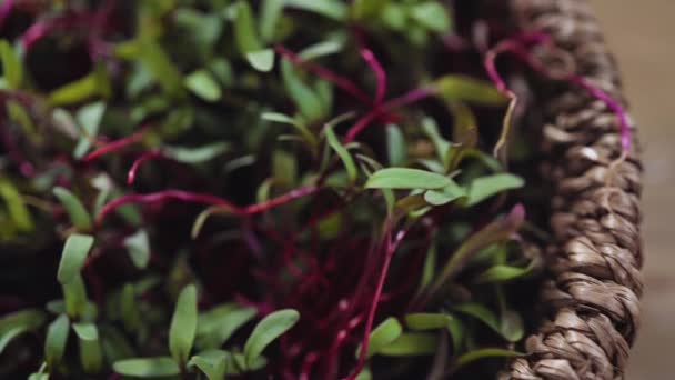 Microgreens Rábano Con Tallos Púrpura Hojas Verdes Cesta — Vídeos de Stock
