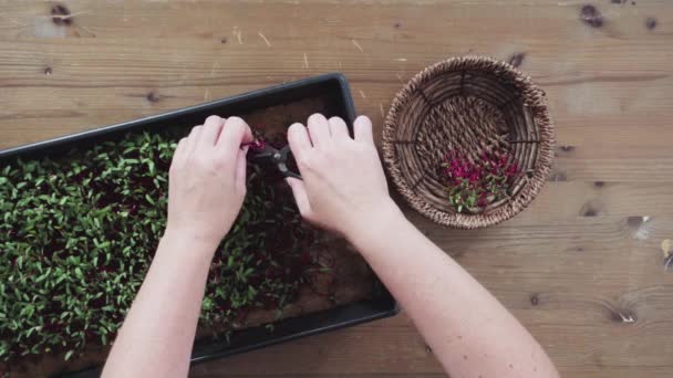 Düz Yatıyordu Yayılma Tepsisinden Makasla Turp Mikro Sebzeleri Topluyorum — Stok video