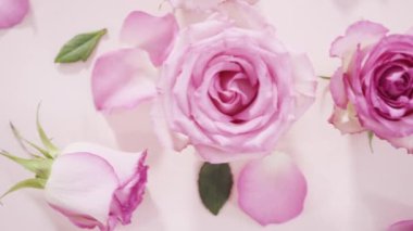 Pembe güller ve pembe arka planda gül yaprakları.