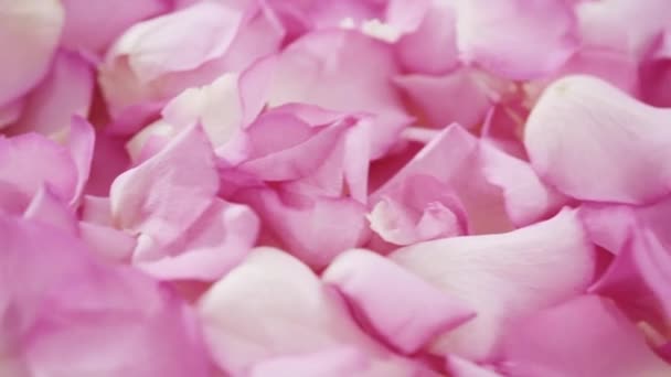 平置きだ ピンクのバラの花弁の背景 — ストック動画