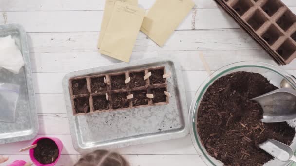 Επίπεδη Κοριτσάκι Που Βοηθά Στη Φύτευση Σπόρων Βοτάνων Μικρά Δοχεία — Αρχείο Βίντεο
