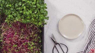 Düz yatıyordu. Büyük bir plastik tepsiden turp mikro sebzeleri topluyorum..