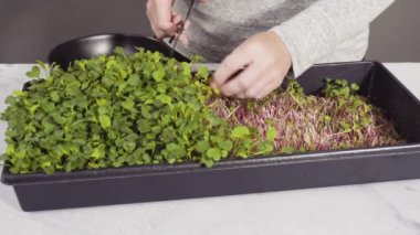 Büyük bir plastik tepsiden turp mikro sebzeleri topluyorum..