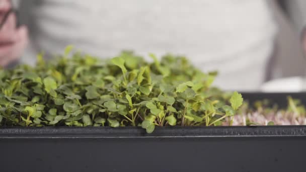 Harvesting Radish Microgreens Large Plastic Tray — Stock Video