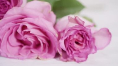 Pembe güller ve pembe arka planda gül yaprakları.
