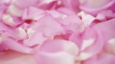 Düz yatıyordu. Pembe güllerin yapraklarının arka planı.