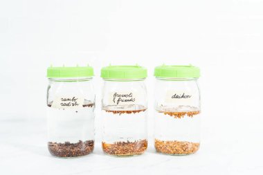 Birinci gün. Mutfak tezgahında filizlenen kapağı olan bir kavanozda organik filizler yetişiyor..