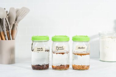 Birinci gün. Mutfak tezgahında filizlenen kapağı olan bir kavanozda organik filizler yetişiyor..