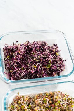 Altıncı gün. Taze toplanmış organik filizleri kağıt havlularla kaplı cam bir kabın içine koymak..