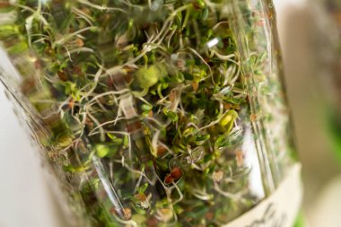 Altıncı gün. Mutfak tezgahında filizlenen kapağı olan bir kavanozda organik filizler yetişiyor..