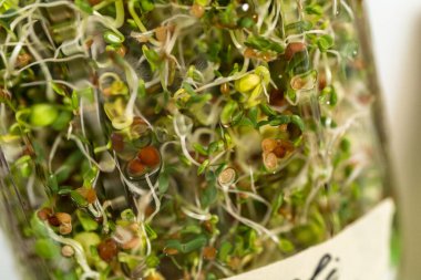 Altıncı gün. Mutfak tezgahında filizlenen kapağı olan bir kavanozda organik filizler yetişiyor..