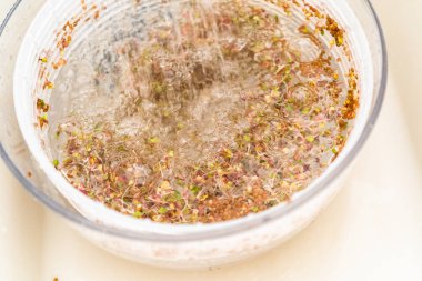 Altıncı gün. Cam bir kavanozda yetişen taze toplanmış organik filizleri yıkamak..