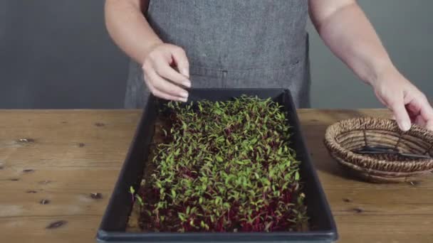 Oogsten Radijs Microgreens Van Voortplantingsbak Met Een Schaar — Stockvideo