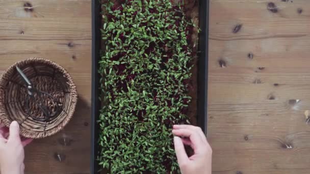 Düz Yatıyordu Yayılma Tepsisinden Makasla Turp Mikro Sebzeleri Topluyorum — Stok video