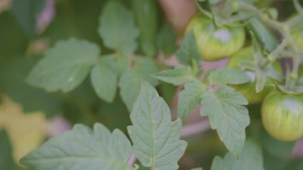 Ekologická Cherry Rajčatová Rostlina Zelenými Červenými Rajčaty — Stock video