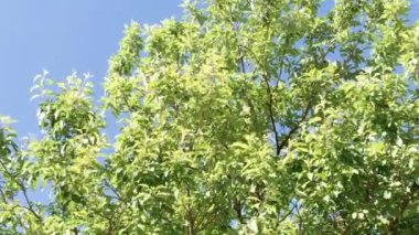 Mavi gökyüzüne karşı yeşil ağacın gölgesinde.