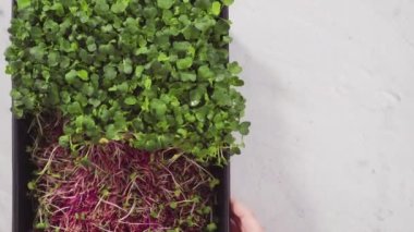 Düz yatıyordu. Büyük bir plastik tepsiden turp mikro sebzeleri topluyorum..