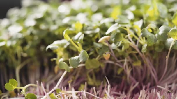 Harvesting Radish Microgreens Large Plastic Tray — Stock Video