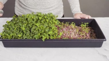 Büyük bir plastik tepsiden turp mikro sebzeleri topluyorum..