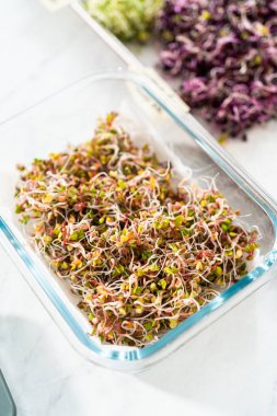 Altıncı gün. Taze toplanmış organik filizleri kağıt havlularla kaplı cam bir kabın içine koymak..