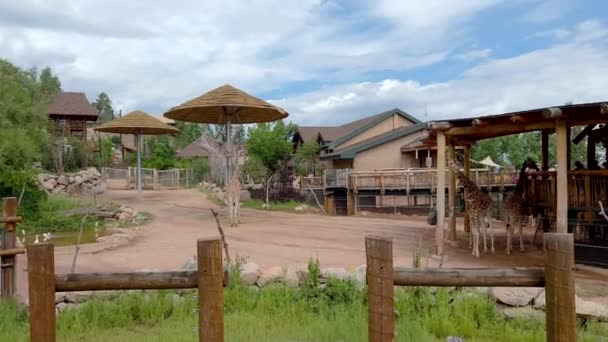 美国科罗拉多州科罗拉多泉 2022年8月17日 夏季在夏延山动物园的长颈鹿展览 — 图库视频影像