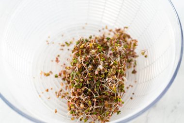 Altıncı gün. Cam bir kavanozda yetişen taze toplanmış organik filizleri yıkamak..