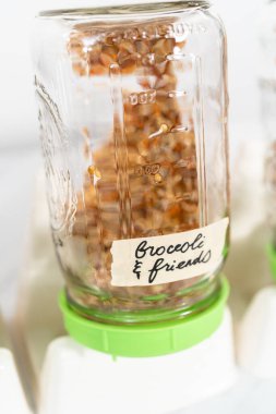 Üçüncü gün. Mutfak tezgahında filizlenen kapağı olan bir kavanozda organik filizler yetişiyor..