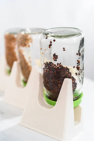 Tag Bio Sprossen Einmachglas Mit Keimdeckel Auf Der Küchentheke Anbauen — Stockfoto