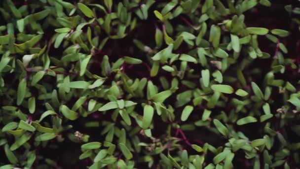 Microverdeață Ridiche Tulpini Violet Frunze Verzi Tava Creștere — Videoclip de stoc