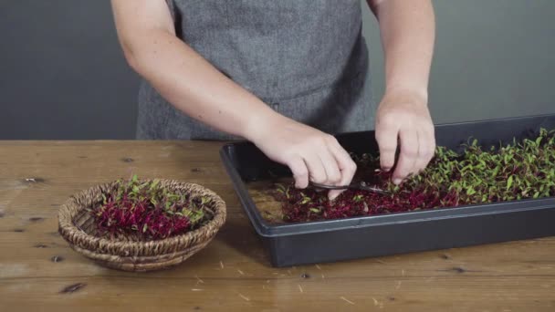 用剪刀从繁殖盘收获萝卜微青菜 — 图库视频影像